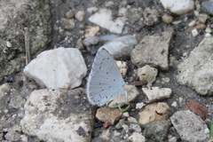 Celastrina argiolus