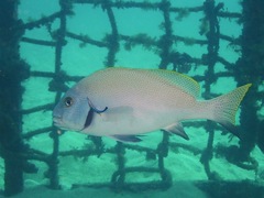 Diagramma melanacrum