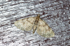 Chloroclystis neoconversa