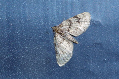 Chloroclystis neoconversa