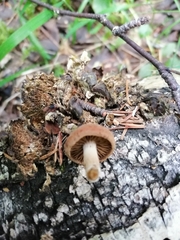 Simocybe sumptuosa