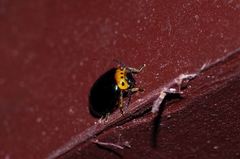 Morphosphaera caerulea