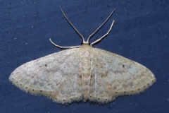 Scopula nesciaria