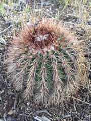 Parodia
