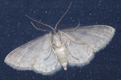 Scopula nesciaria