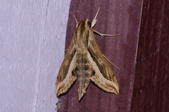 Hippotion velox