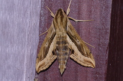 Hippotion velox