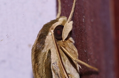 Hippotion velox