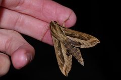 Hippotion velox