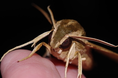 Hippotion velox