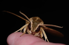 Hippotion velox