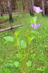 Viola nemoralis