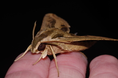 Hippotion velox