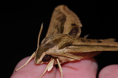 Hippotion velox