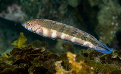 Eupetrichthys angustipes