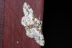 Biston marginata