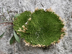 Selaginella gypsophila