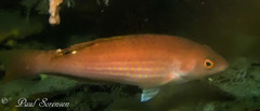 Pseudolabrus rubicundus