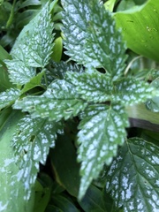 Lamium galeobdolon flavidum