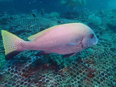 Diagramma melanacrum