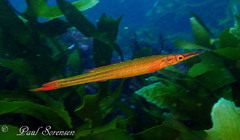 Pencil Weed Whiting photo 1