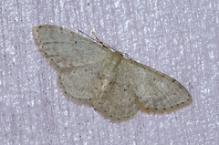 Idaea sakuraii
