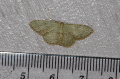 Idaea sakuraii