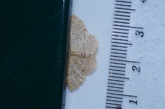 Idaea sakuraii
