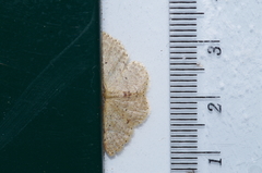Idaea sakuraii
