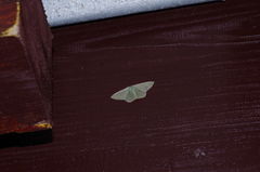 Thalassodes intaminata