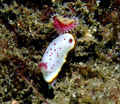 Goniobranchus daphne