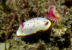 Goniobranchus daphne