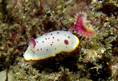 Goniobranchus daphne