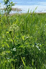 Angelica archangelica litoralis