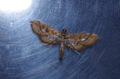 Hydriris ornatalis