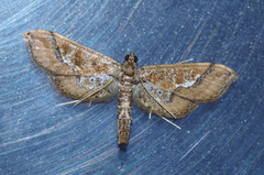 Hydriris ornatalis