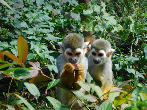 Humboldt’s Squirrel Monkey