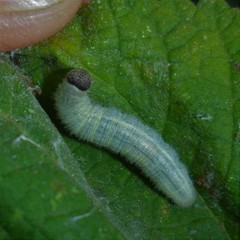 Heliopetes domicella