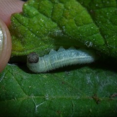 Heliopetes domicella