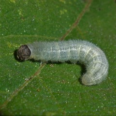 Heliopetes domicella