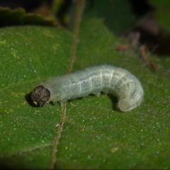 Heliopetes domicella