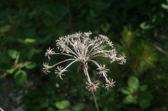 Silphiodaucus hispidus