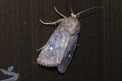 Athetis lineosella