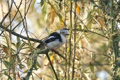 Prionops poliolophus