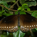 Papilio dravidarum - Photo (c) Jeevan Jose, Kerala, India, μερικά δικαιώματα διατηρούνται (CC BY-SA)