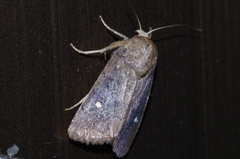 Athetis lineosella