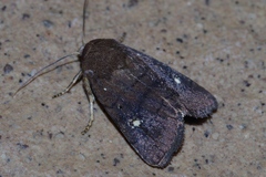 Athetis lineosella