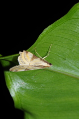 Talanga nympha