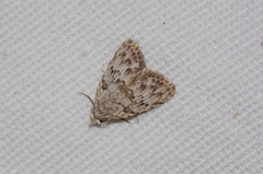 Nola thyrophora