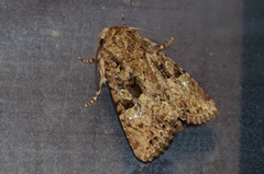 Feliniopsis indistans